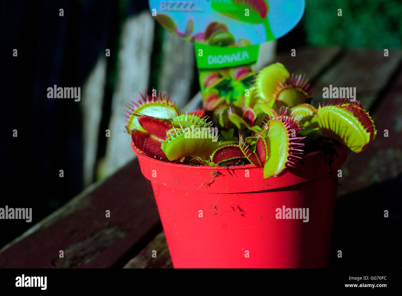 DIONAEA. VENUS FLY TRAP' Banque D'Images