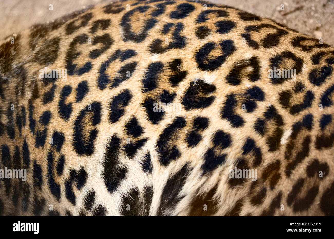 Leopard d'artifices Banque D'Images