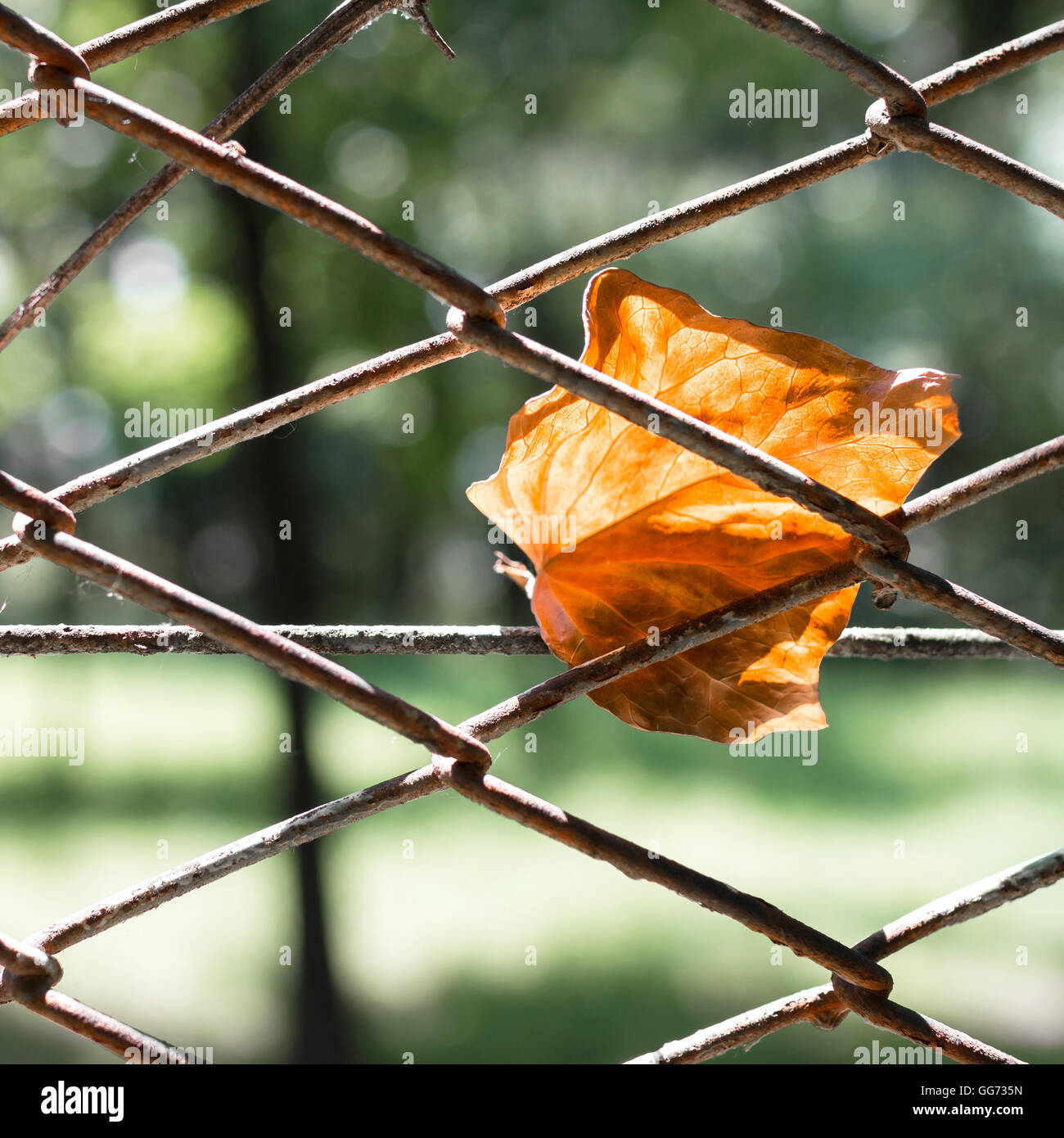 Feuille morte accroché sur rusty metal fence net. Arrière-plan de l'automne. Banque D'Images