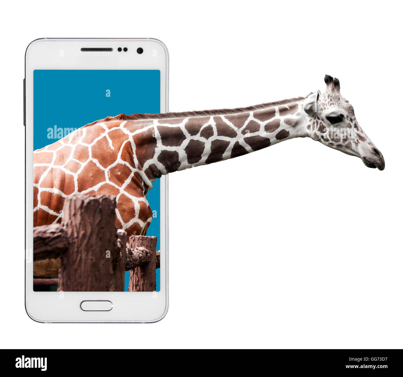 Un bébé girafe atteignant sa tête hors de l'écran d'un téléphone intelligent. Isolé sur blanc. Banque D'Images