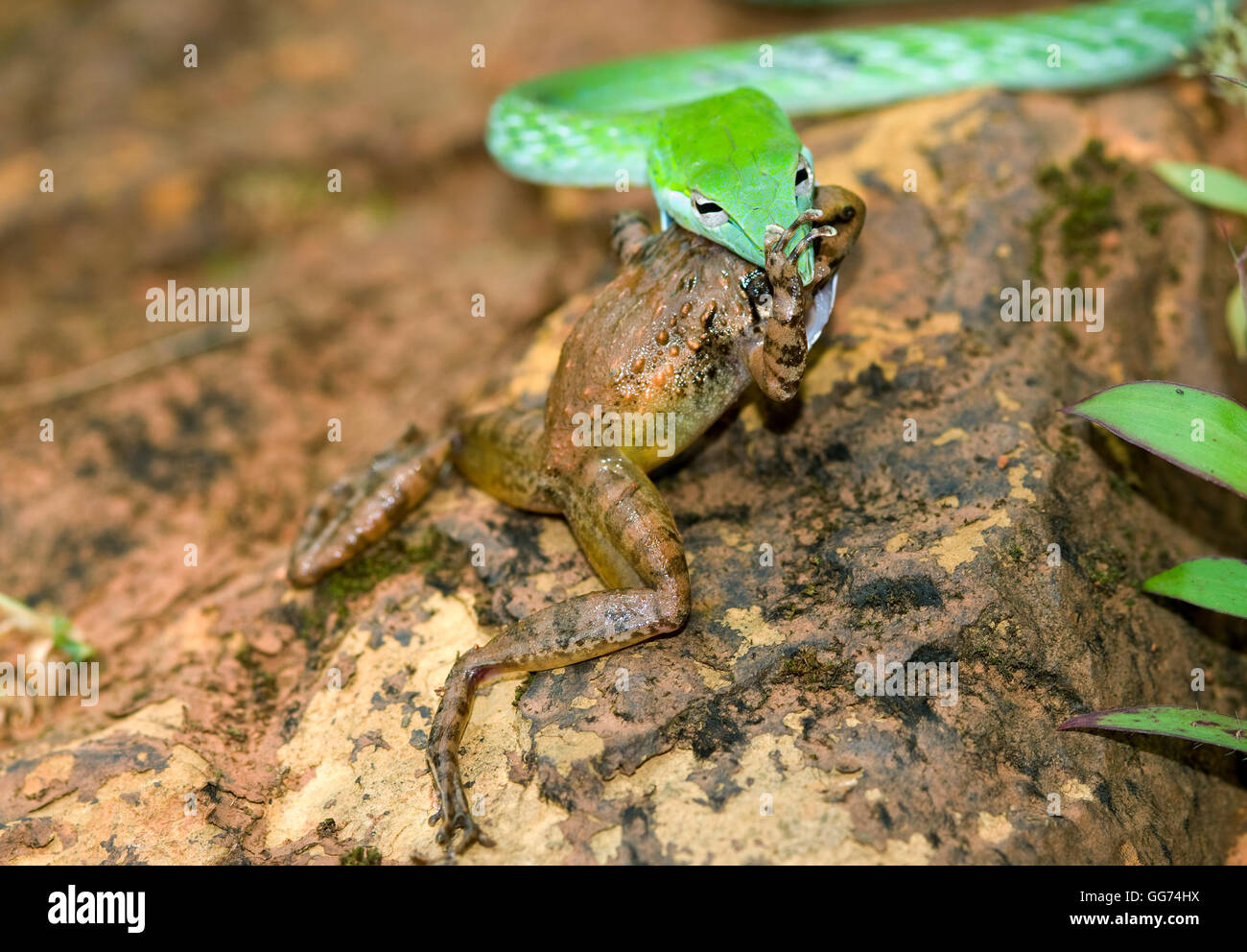 L'image de vert serpent( Hierophis viridiflavus Whip) avec Kill frog à matheran, Mumbai, Inde Banque D'Images