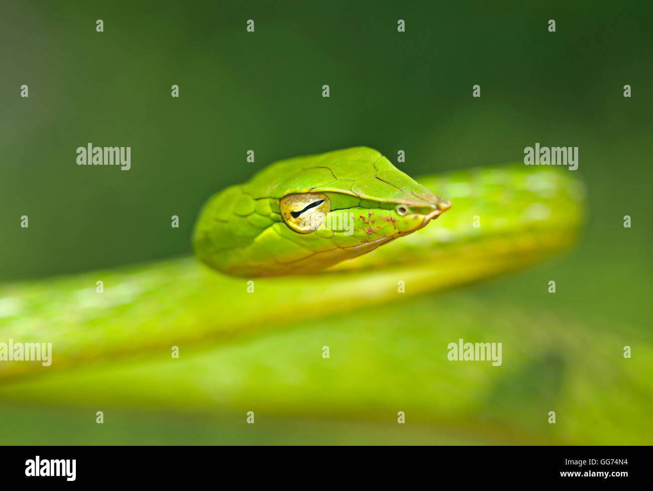 L'image de vert serpent( Hierophis viridiflavus Whip) à matheran, Mumbai, Inde Banque D'Images