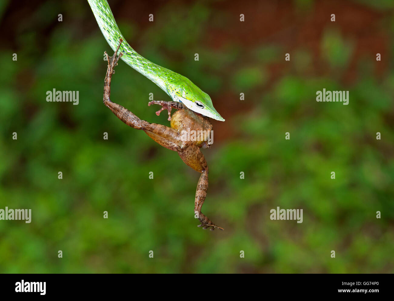 L'image de vert serpent( Hierophis viridiflavus Whip) avec Kill frog à matheran, Mumbai, Inde Banque D'Images