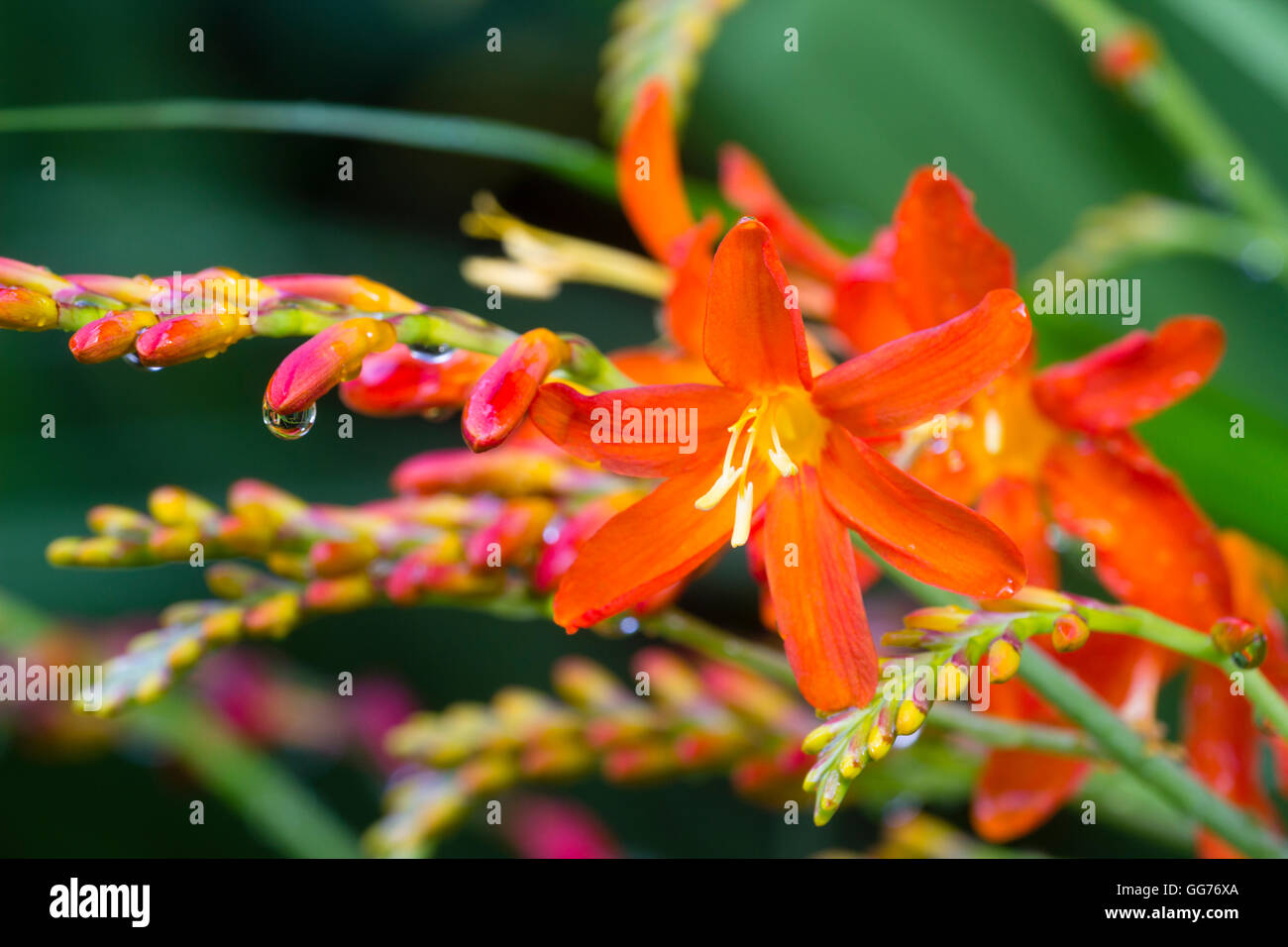 Fleurs orange rouge de la floraison août corm, Crocosmia 'zèle Tan' Banque D'Images