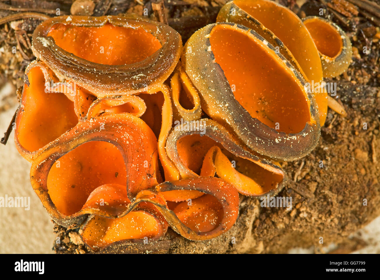 Champignons sauvages Caloscypha fulgens croissant dans le Pacifique Nord-Ouest, comestibles Banque D'Images