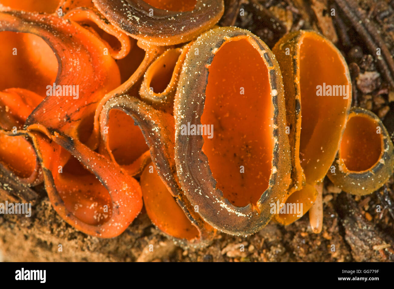 Champignons sauvages Caloscypha fulgens croissant dans le Pacifique Nord-Ouest, comestibles Banque D'Images