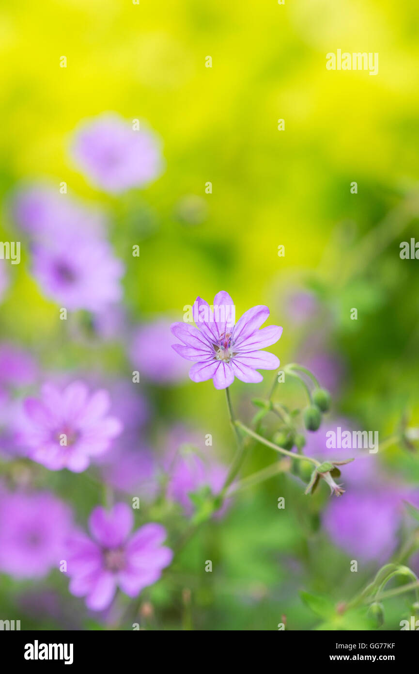 Geranium molle. Dove's foot Crane's bill / Dovesfoot Géranium fleur dans un jardin frontière. Banque D'Images