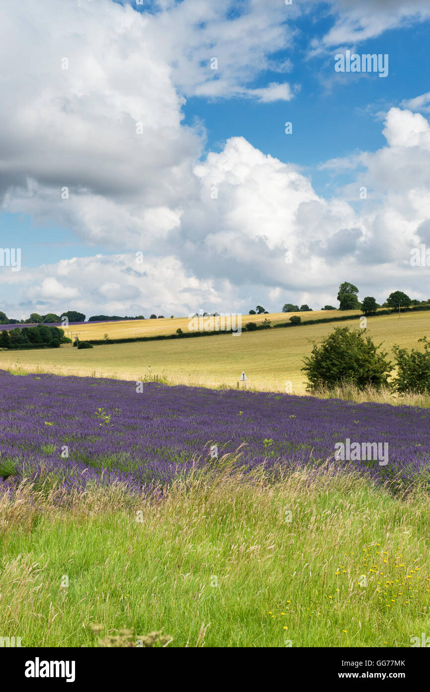 Les champs de blé et de lavande. Snowshill, Gloucestershire, Angleterre Banque D'Images