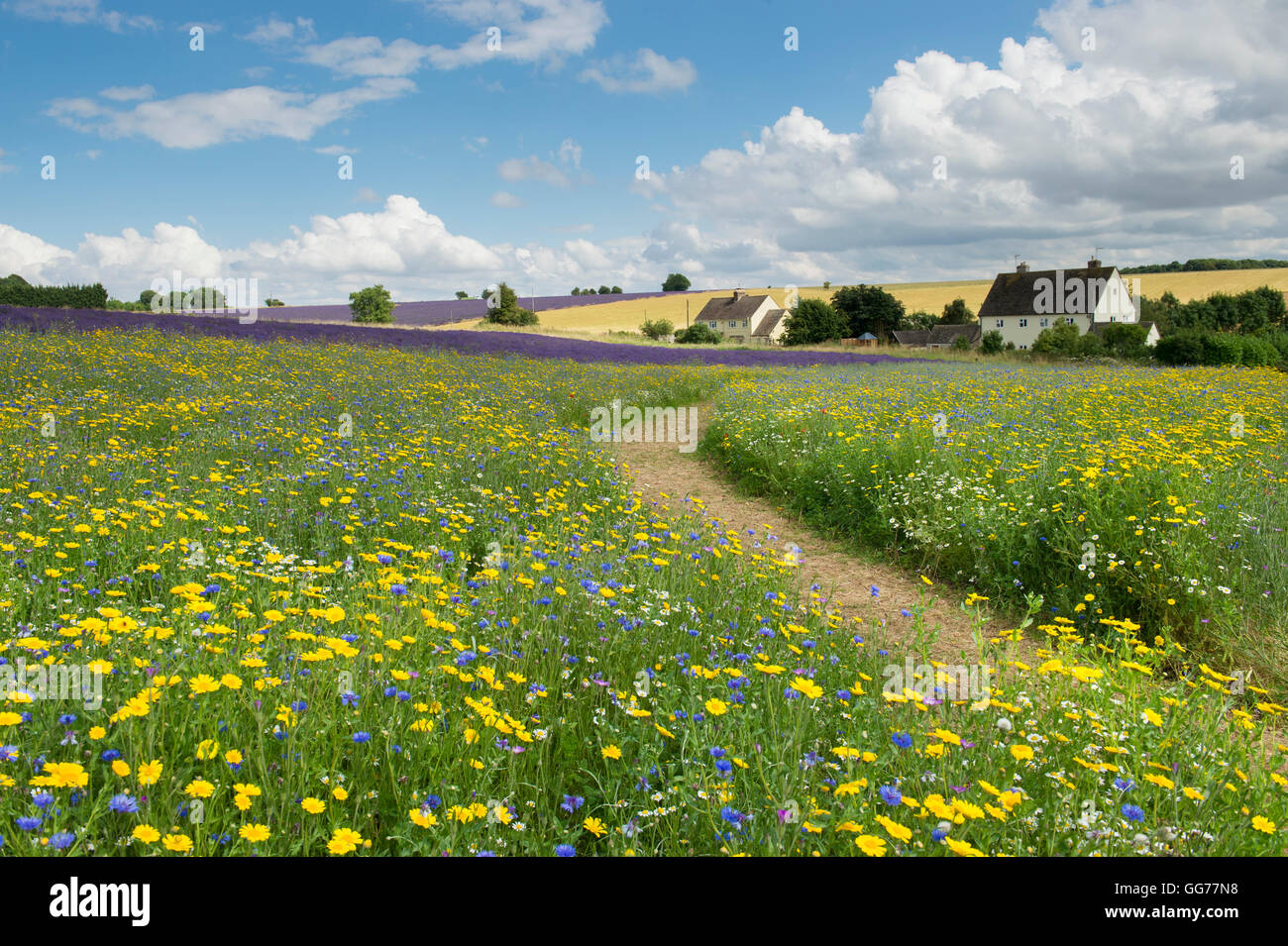 Pré de fleurs sauvages à côté de la frontière les champs de lavande à Snowshill, Gloucestershire, Angleterre Banque D'Images
