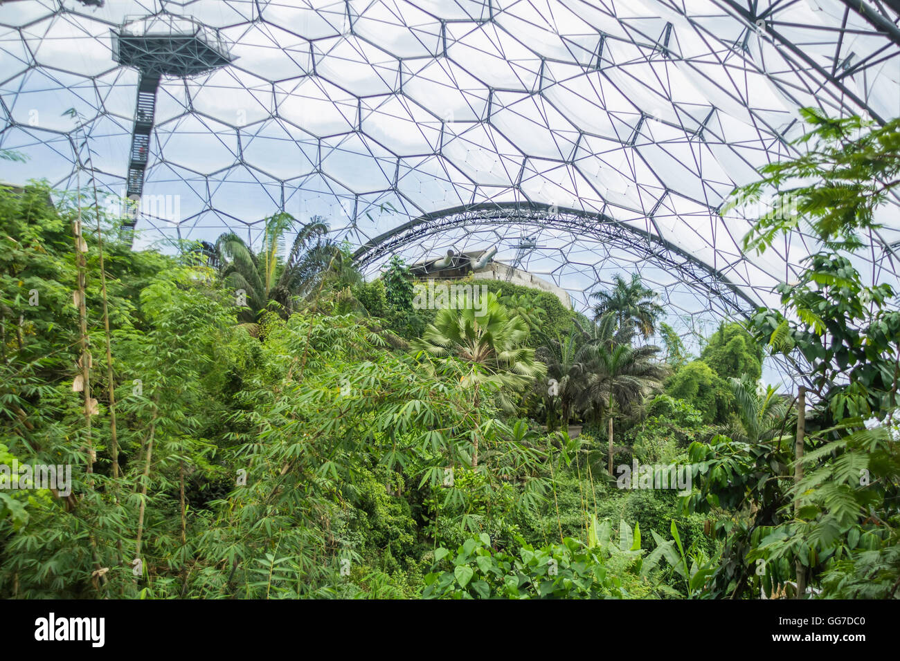 Le biome de la forêt tropicale de l'Eden Project à Cornwall en Angleterre Banque D'Images