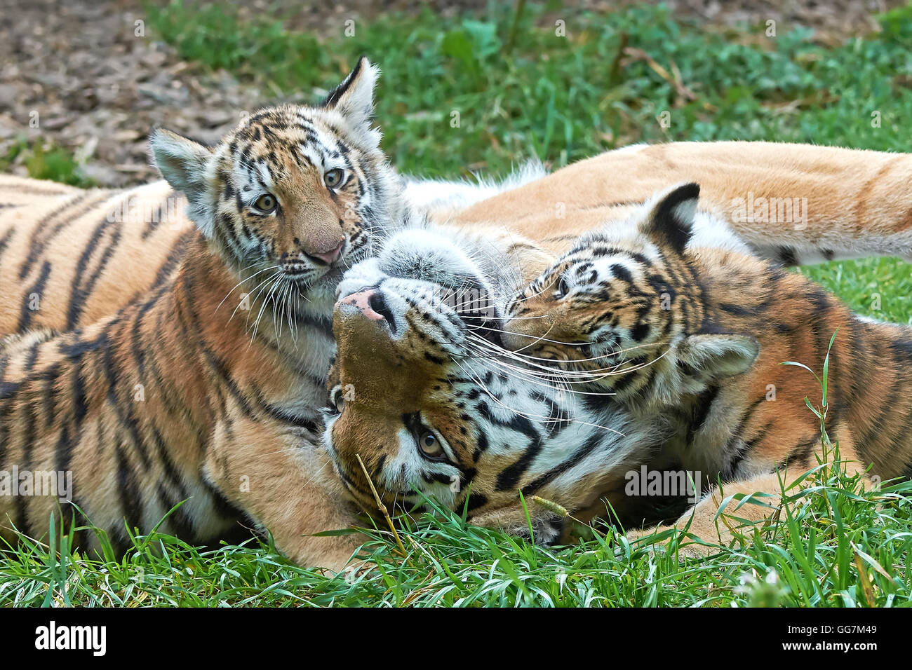 Image Tigre Siberien femelle joue dans l'herbe avec ses petits oursons Banque D'Images