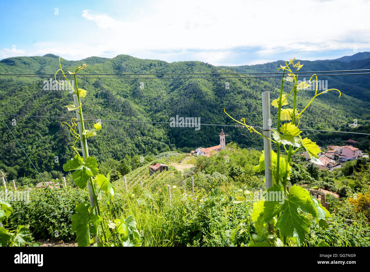 Vignobles avec des vignes au début de l'été en Italie Banque D'Images