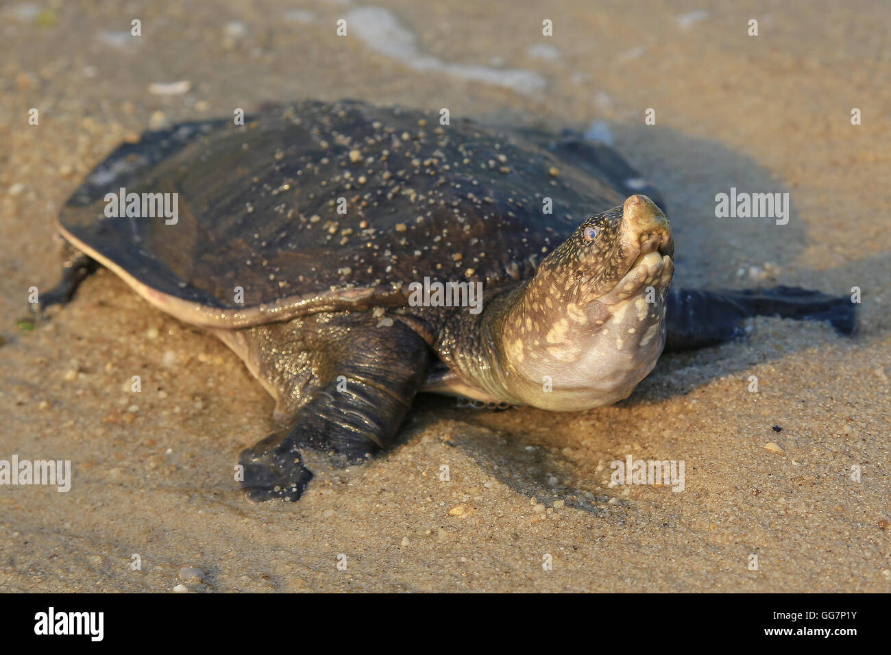 Tortue sur la plage Banque D'Images