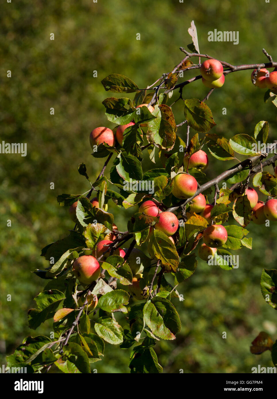 Apple tree branches avec plein de fruits pommes Banque D'Images