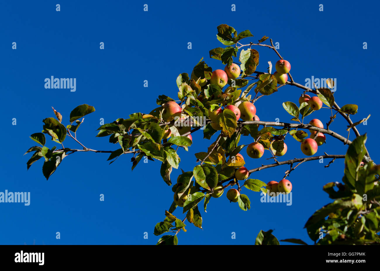 Apple tree branches avec plein de fruits pommes Banque D'Images