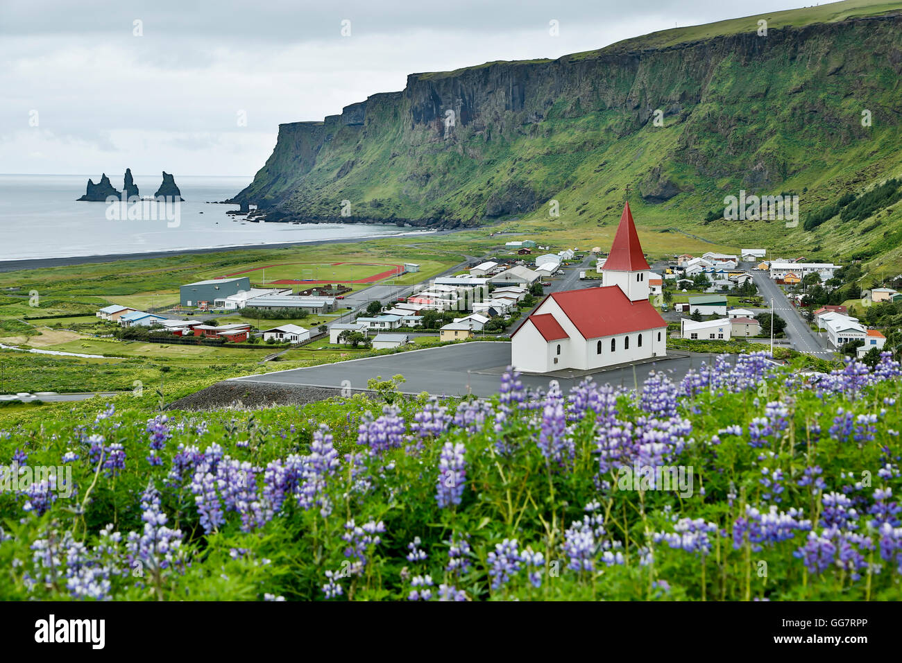 Reyniskirja Église, fleurs sauvages de lupin (Lupinus arcticus) et piles de Reynisdrangar, Vik, Islande Banque D'Images