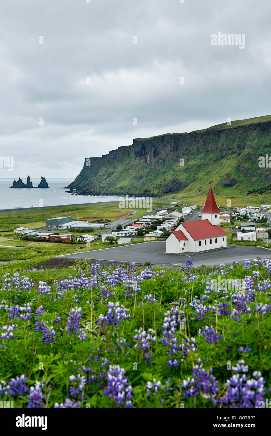 Reyniskirja Église, fleurs sauvages de lupin (Lupinus arcticus) et piles de Reynisdrangar, Vik, Islande Banque D'Images