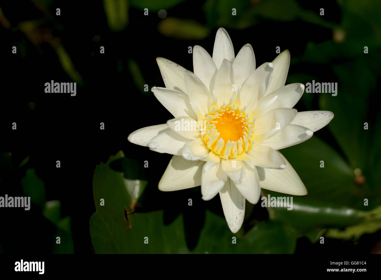 Belle fleur de nénuphar blanc dans l'étang Banque D'Images