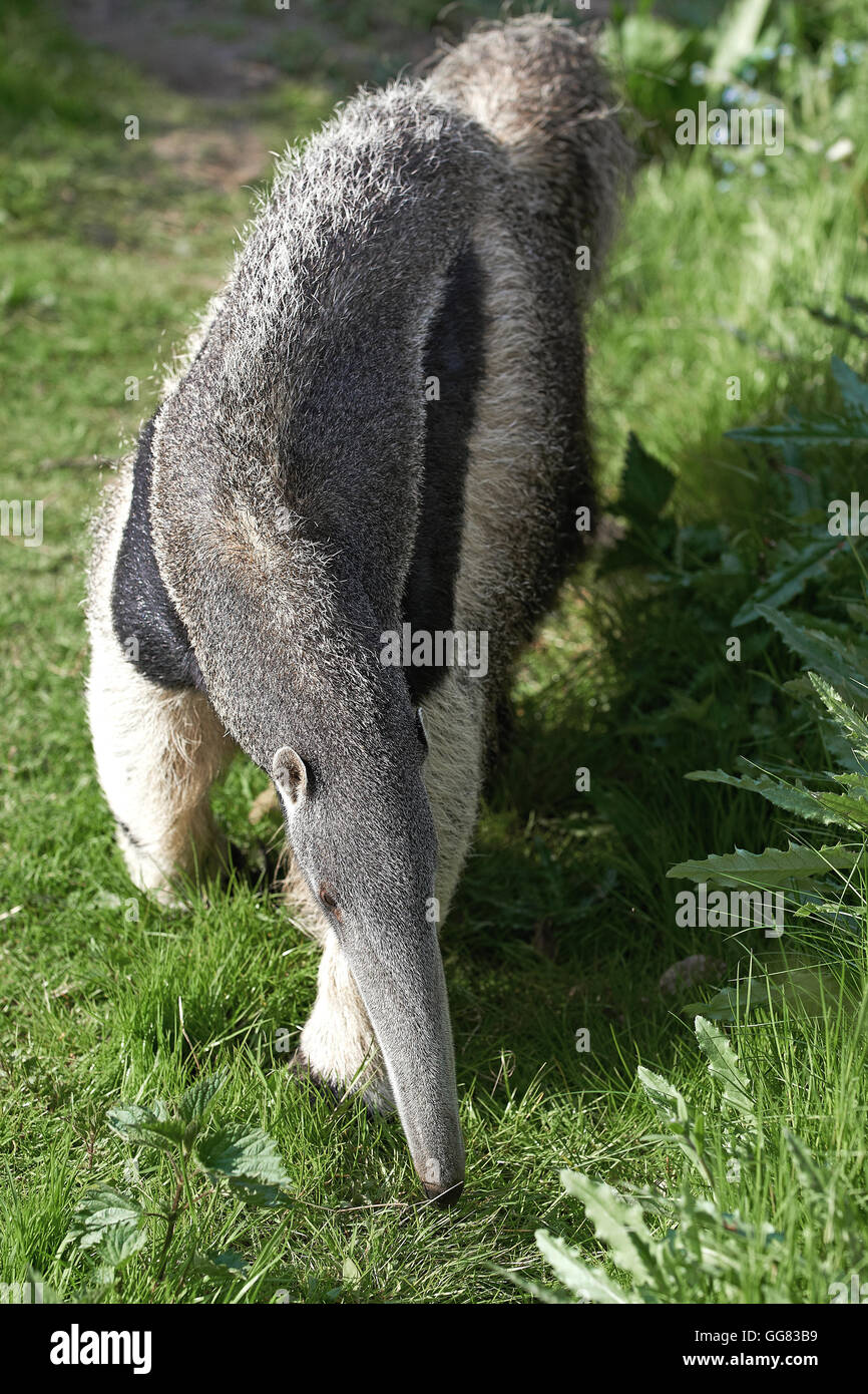Fourmilier Geant Marcher Dans Son Habitat Naturel Photo Stock Alamy