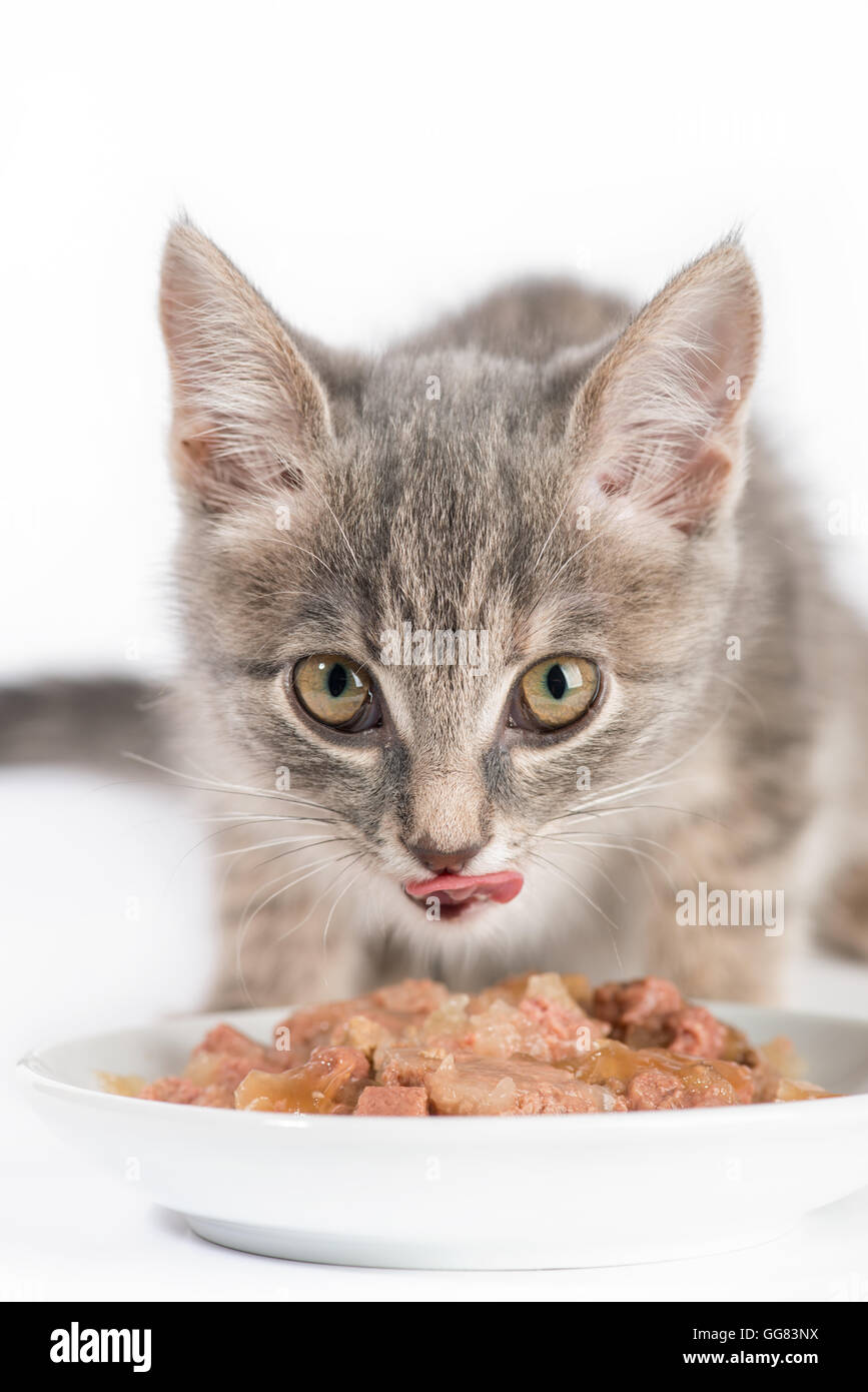 Cute kitten tabby de manger des aliments à partir d'un bol sur fond blanc Banque D'Images