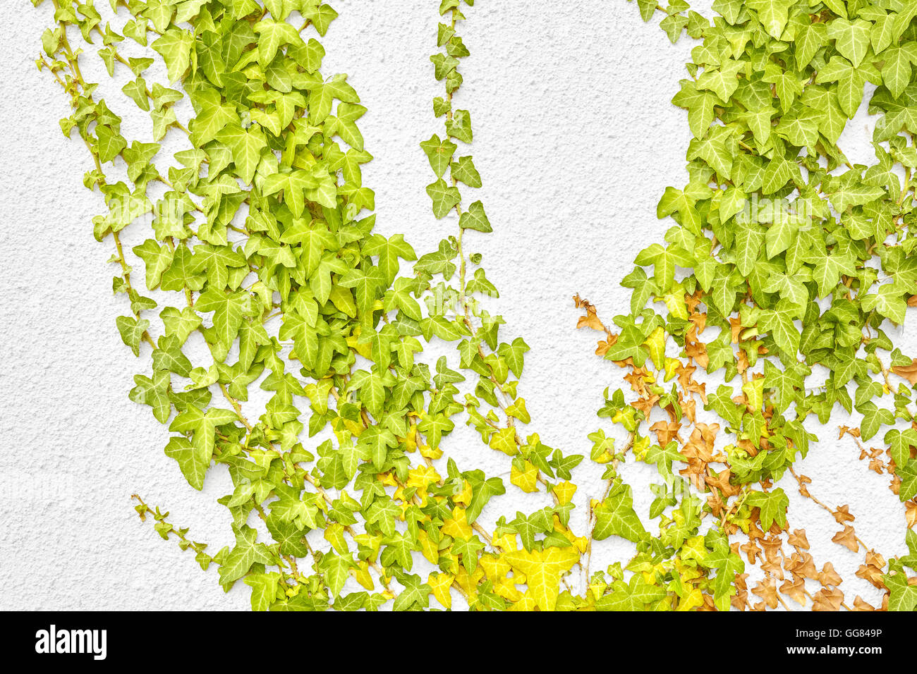 Feuilles de lierre sur un mur blanc. Banque D'Images