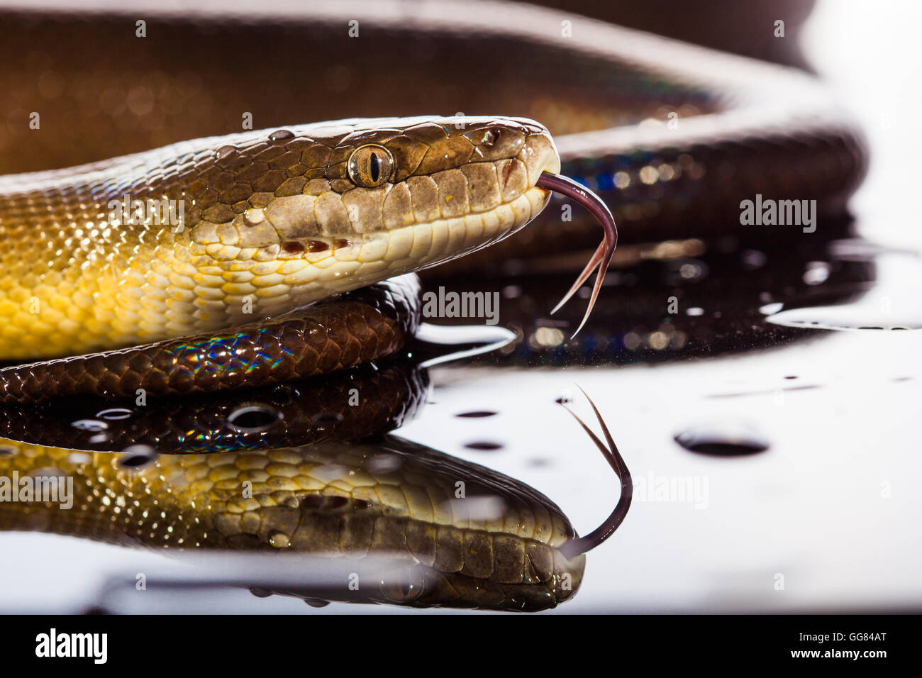 Seul serpent arc-en-ciel - Liasis fuscus Python de l'eau - isolé sur black mirror in studio Banque D'Images