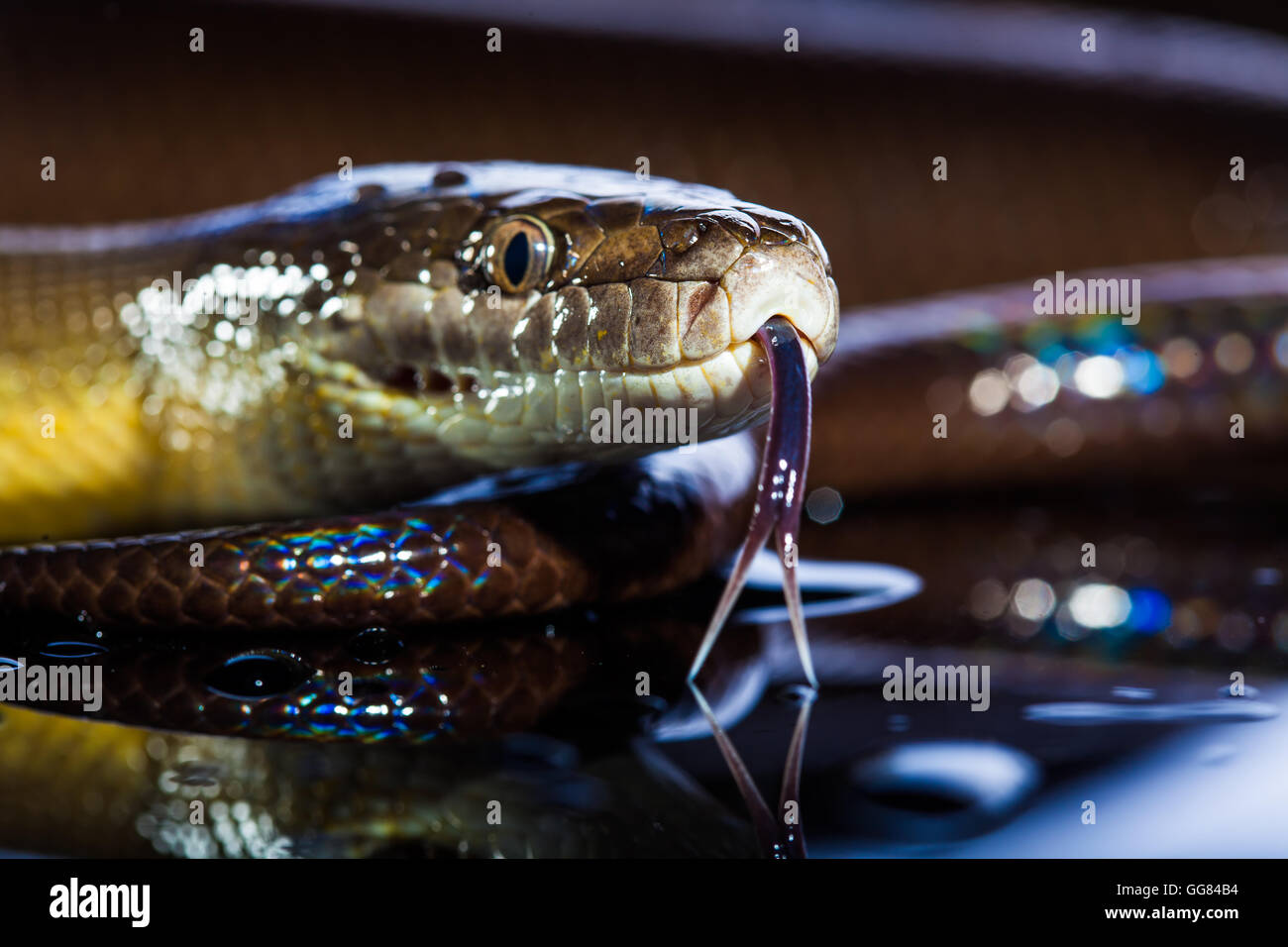 Seul serpent arc-en-ciel - Liasis fuscus Python de l'eau - isolé sur black mirror in studio Banque D'Images