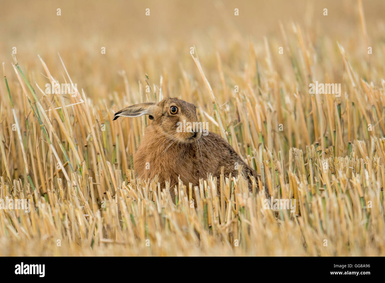 European Brown Hare (Lepus europaeus) assis dans un champ de chaume de Norfolk. Banque D'Images