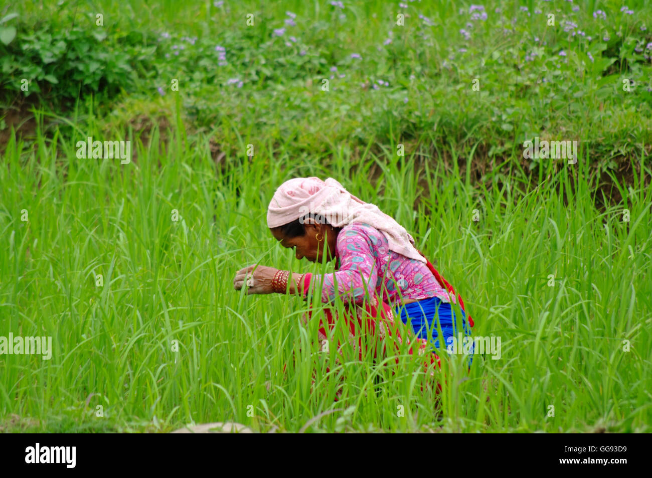 POKHARA, NP - CIRCA AOÛT 2012 - femme travaille dans une plantation de riz vers août 2012, dans la région de Pokhara. Banque D'Images
