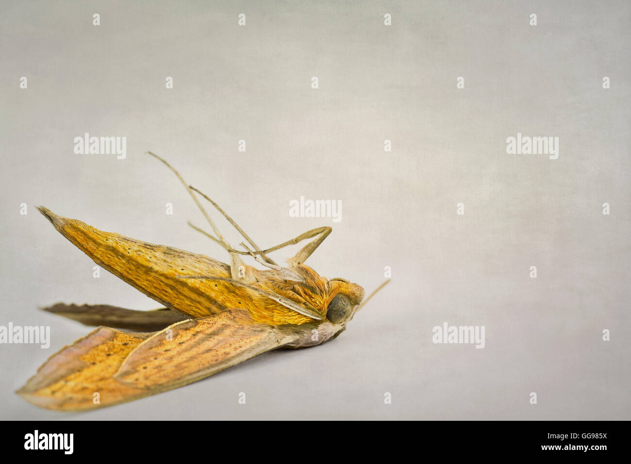 Papillon mort allongé sur le dos édité avec background et vignette. Banque D'Images