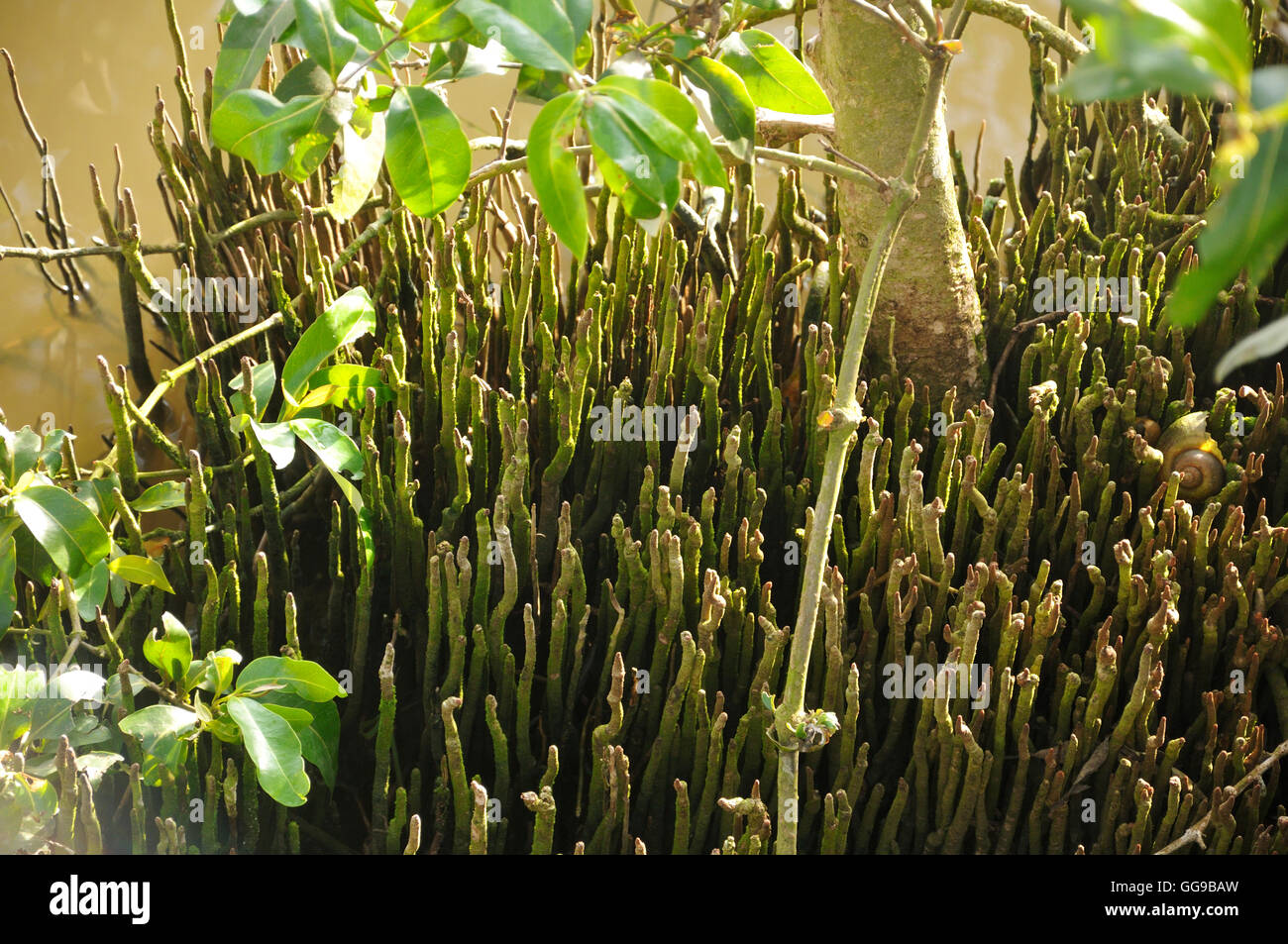 En bas de la Mangrove Banque D'Images