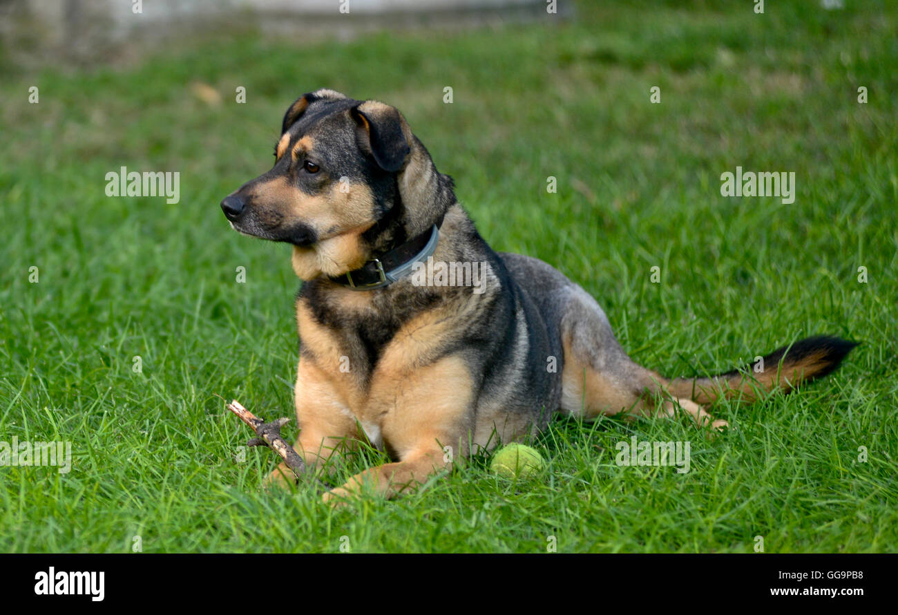 Mixed breed dog lying on grass avec un bâton et une balle Banque D'Images