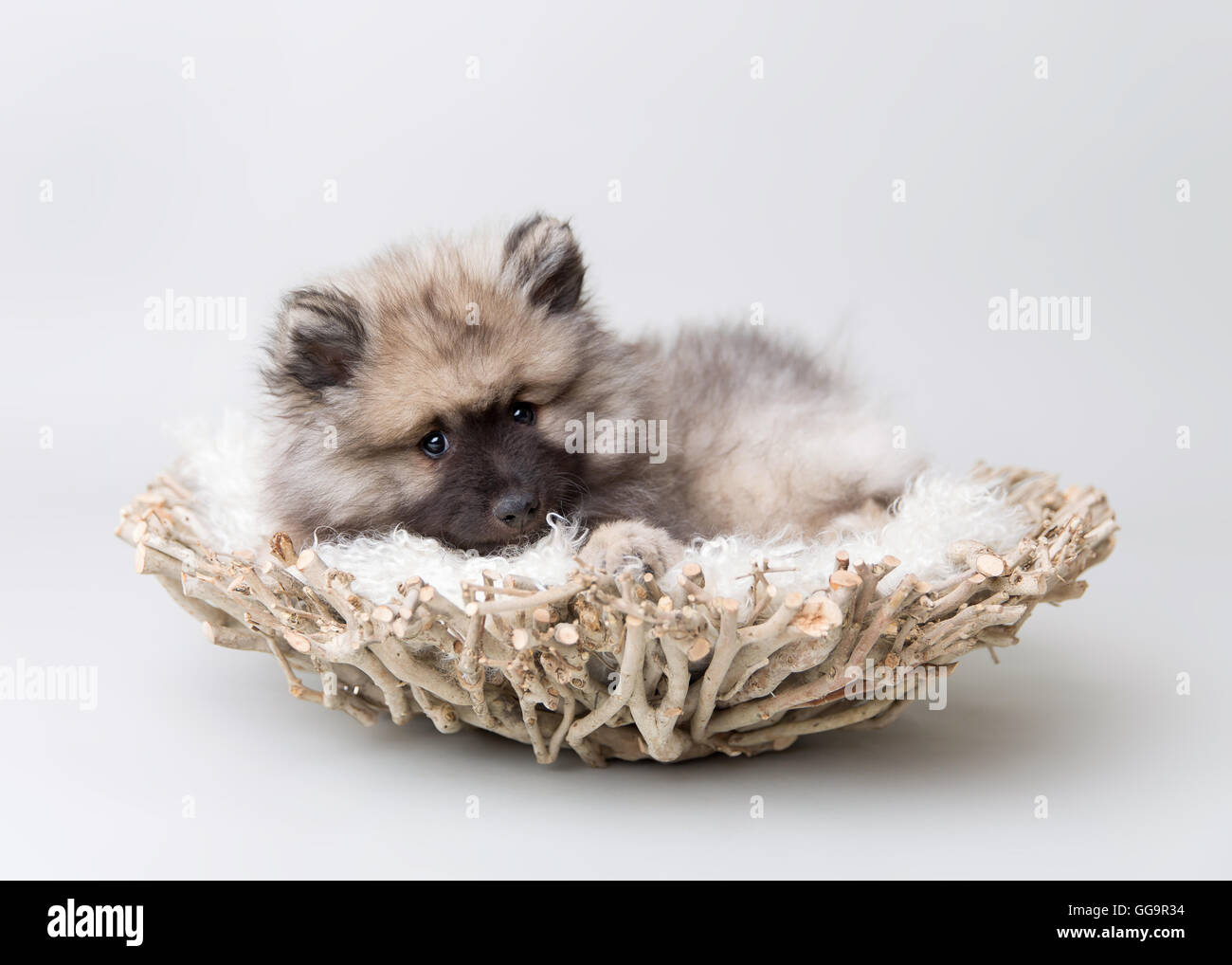 Spitz Loup chiot portant un bol en bois flotté dans un studio Photo Stock -  Alamy
