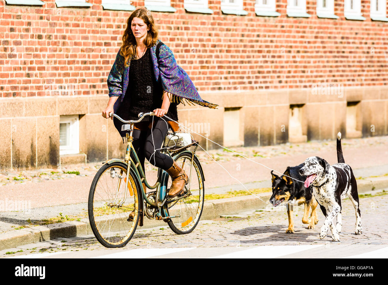 Ystad, en Suède - août 1, 2016 : des personnes réelles dans la vie quotidienne. Belle jeune femme sur bicyclette avec deux chiens à l'aide de corde qu'en laisse. D Banque D'Images