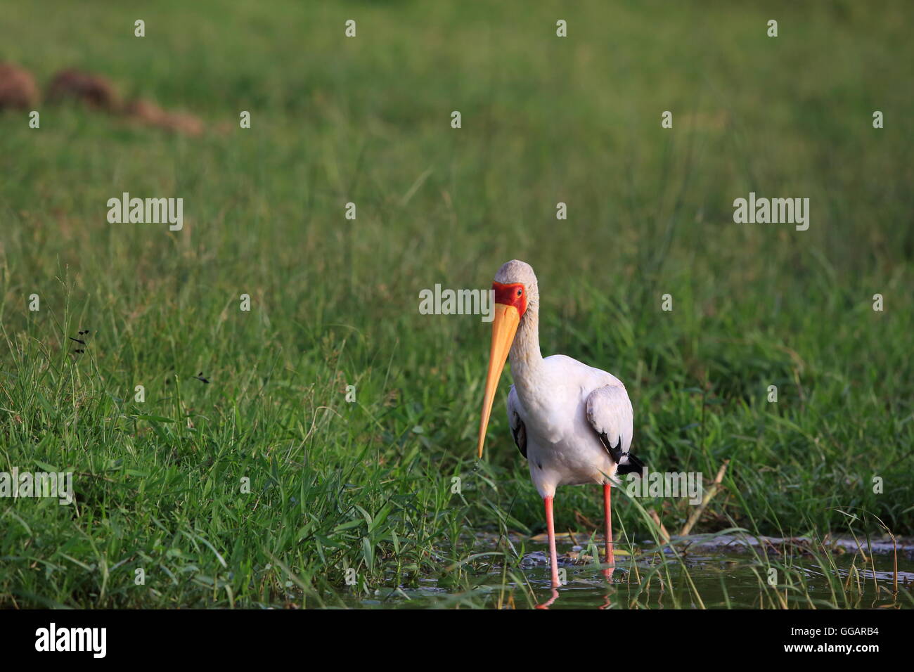 Yellow-billed stork (Mycteria ibis) dans le Parc national Queen Elizabeth, en Ouganda Banque D'Images