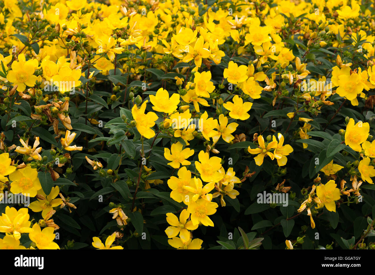Buisson de fleur jaune Banque de photographies et d'images à haute  résolution - Alamy