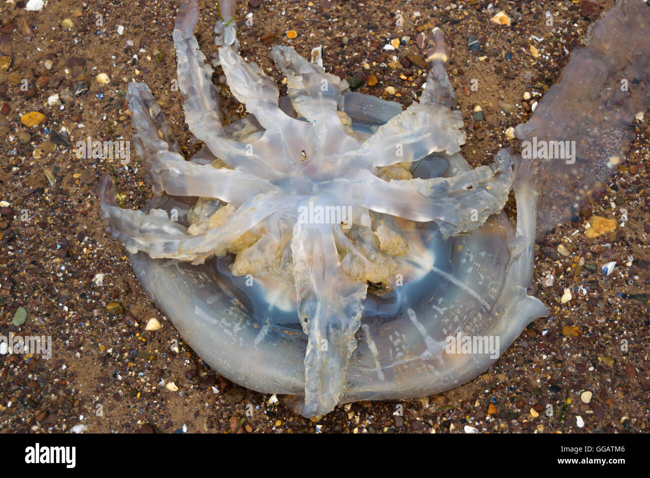 Les grandes méduses mortes au port Banque D'Images