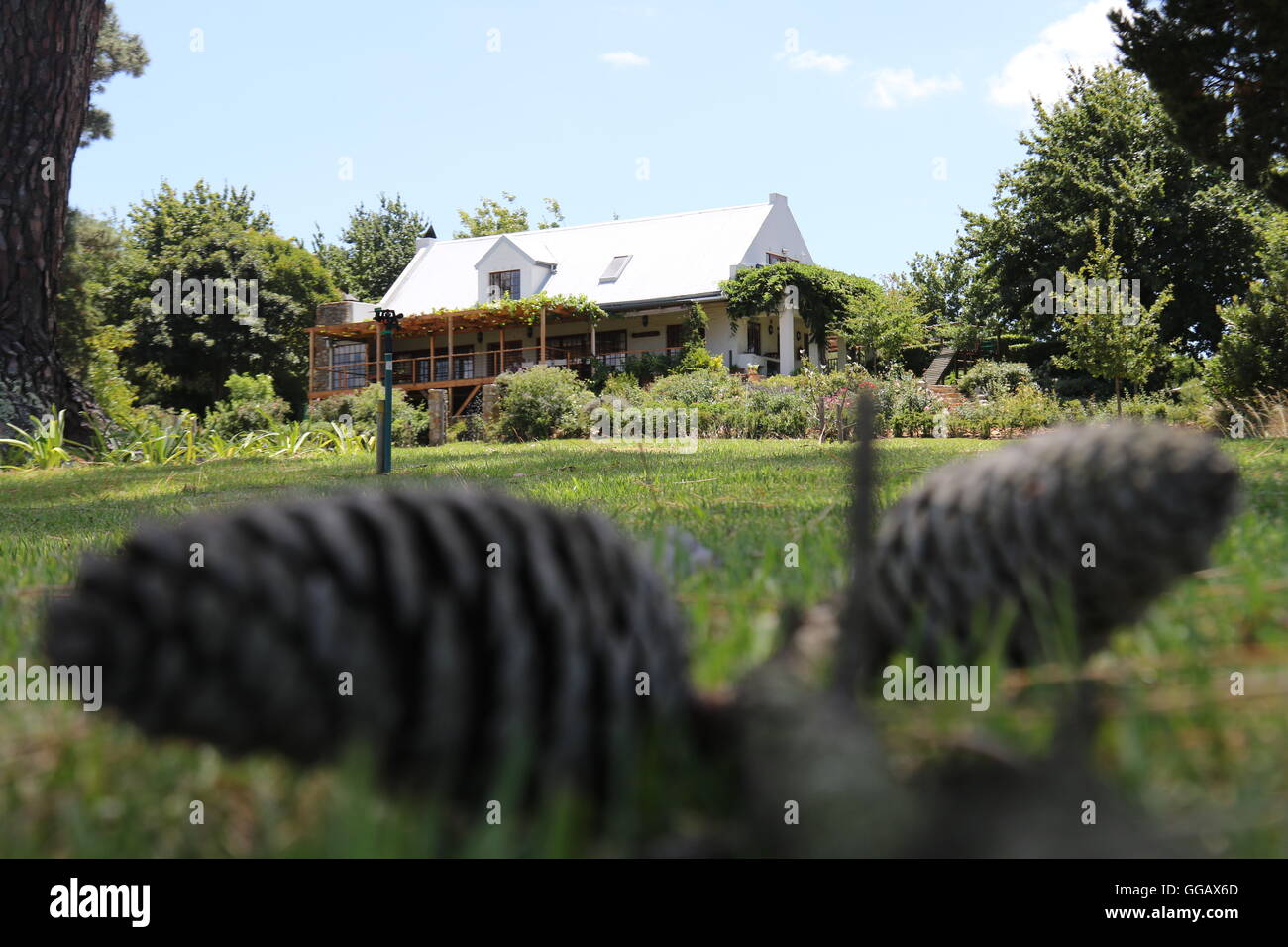 Wine Estate à Shannon, Vignobles & vins Vallée de la Elgin, Afrique du Sud Banque D'Images