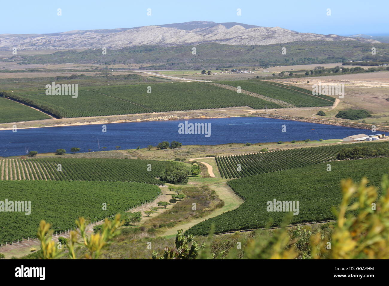 Vue sur un vignoble et réservoir dans les montagnes à Lomond vignoble dans la région viticole du cap des aiguilles en Afrique du Sud Banque D'Images