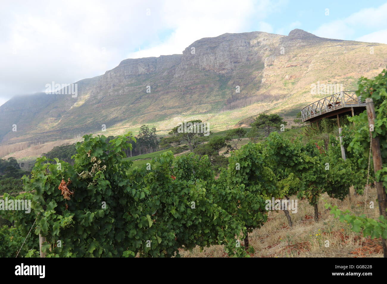 Vue sur un vignoble dans la table de montagnes à Klein Constantia vineyard à Cape Town en Afrique du Sud Banque D'Images