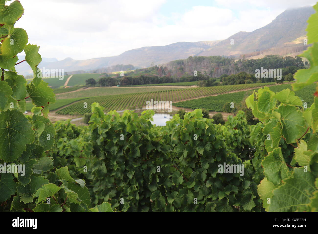 Vue sur un vignoble dans la table de montagnes à Klein Constantia vineyard à Cape Town en Afrique du Sud Banque D'Images
