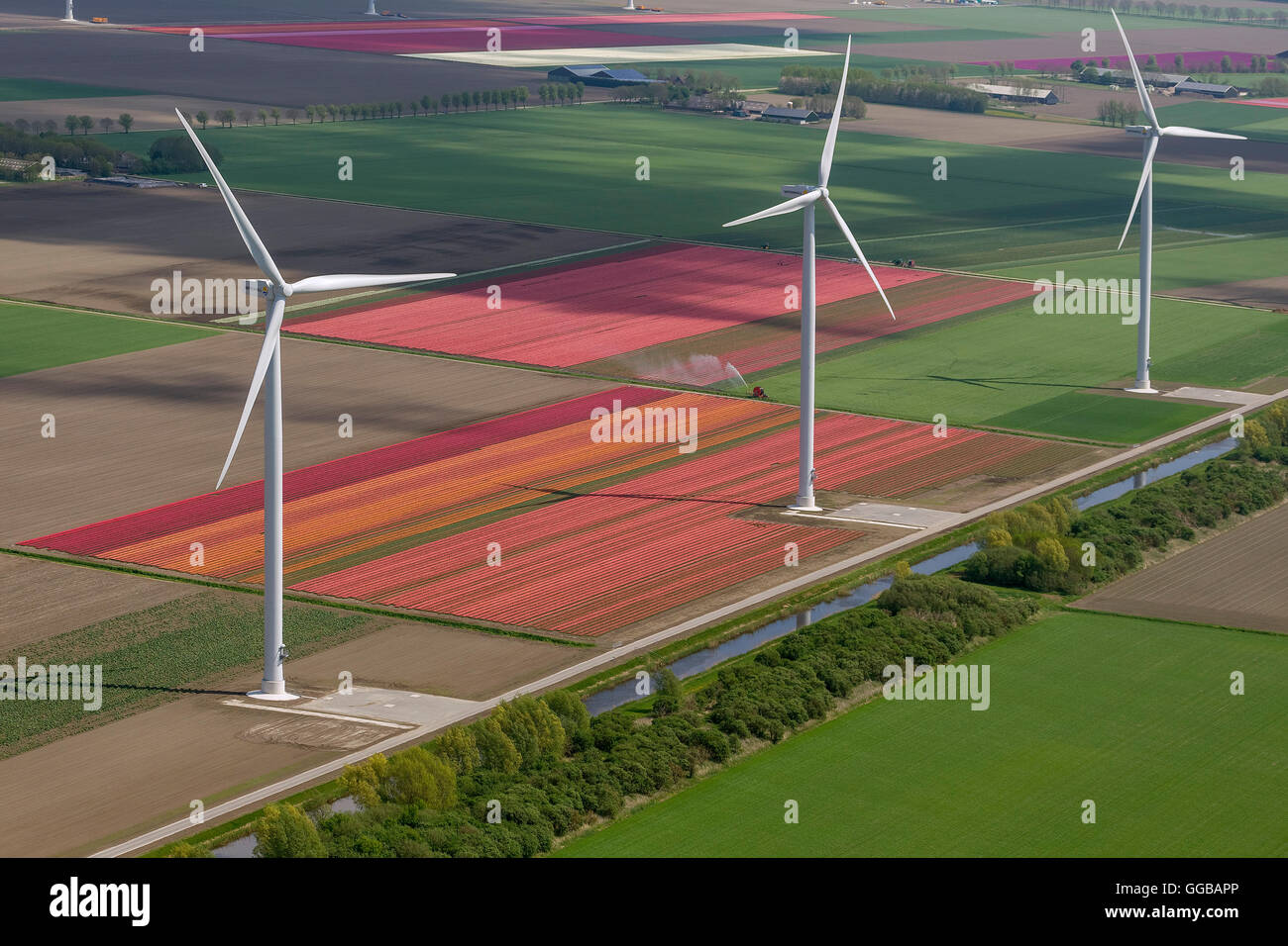 Vue aérienne, éolienne, énergie éolienne, champs de tulipes, de l'agriculture, les champs de tulipes colorées, tulipes (Tulipa) lat.de fleurs ornementales, Banque D'Images