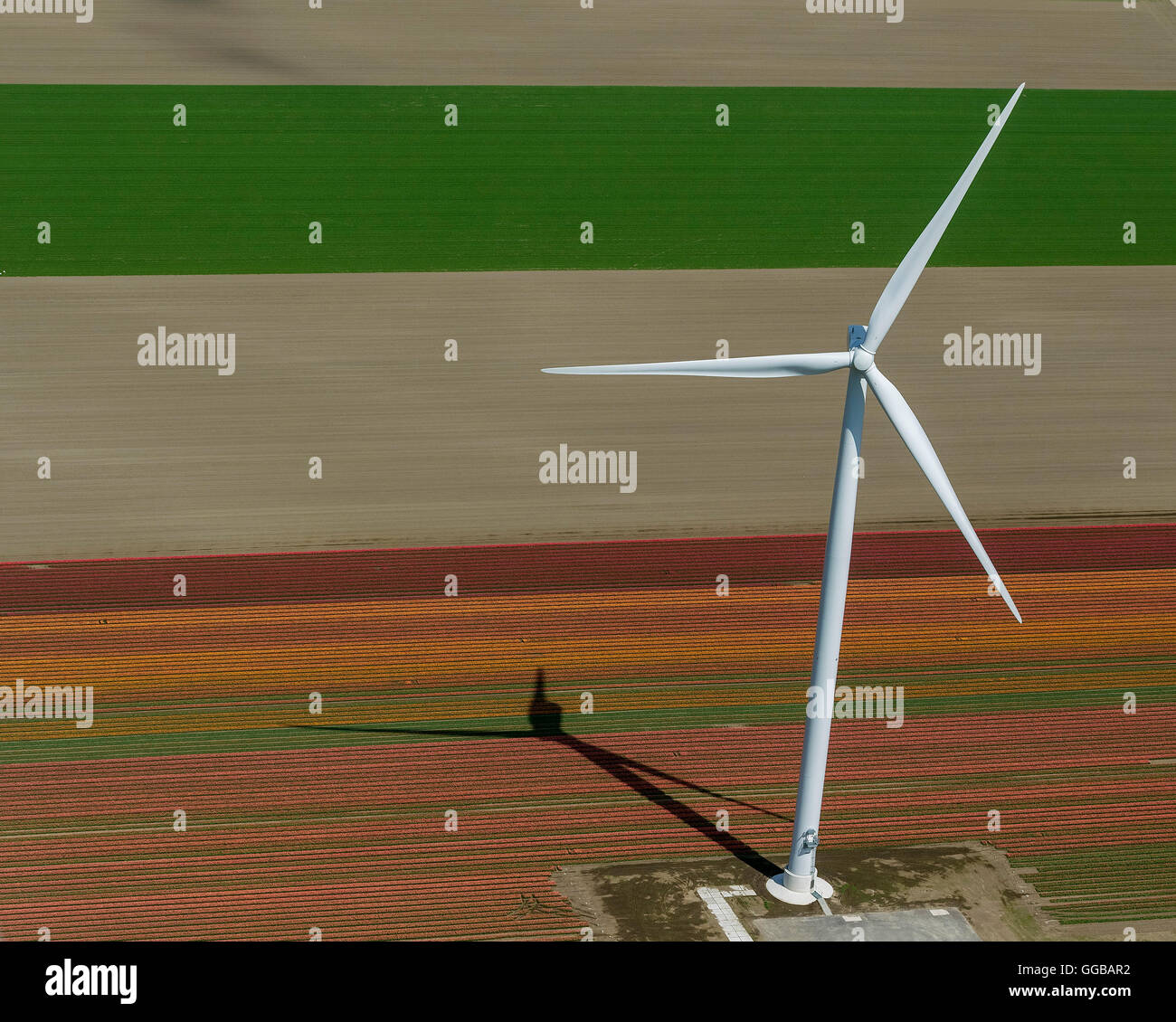 Vue aérienne, éolienne, énergie éolienne, champs de tulipes, de l'agriculture, les champs de tulipes colorées, tulipes (Tulipa) lat.de fleurs ornementales, Banque D'Images