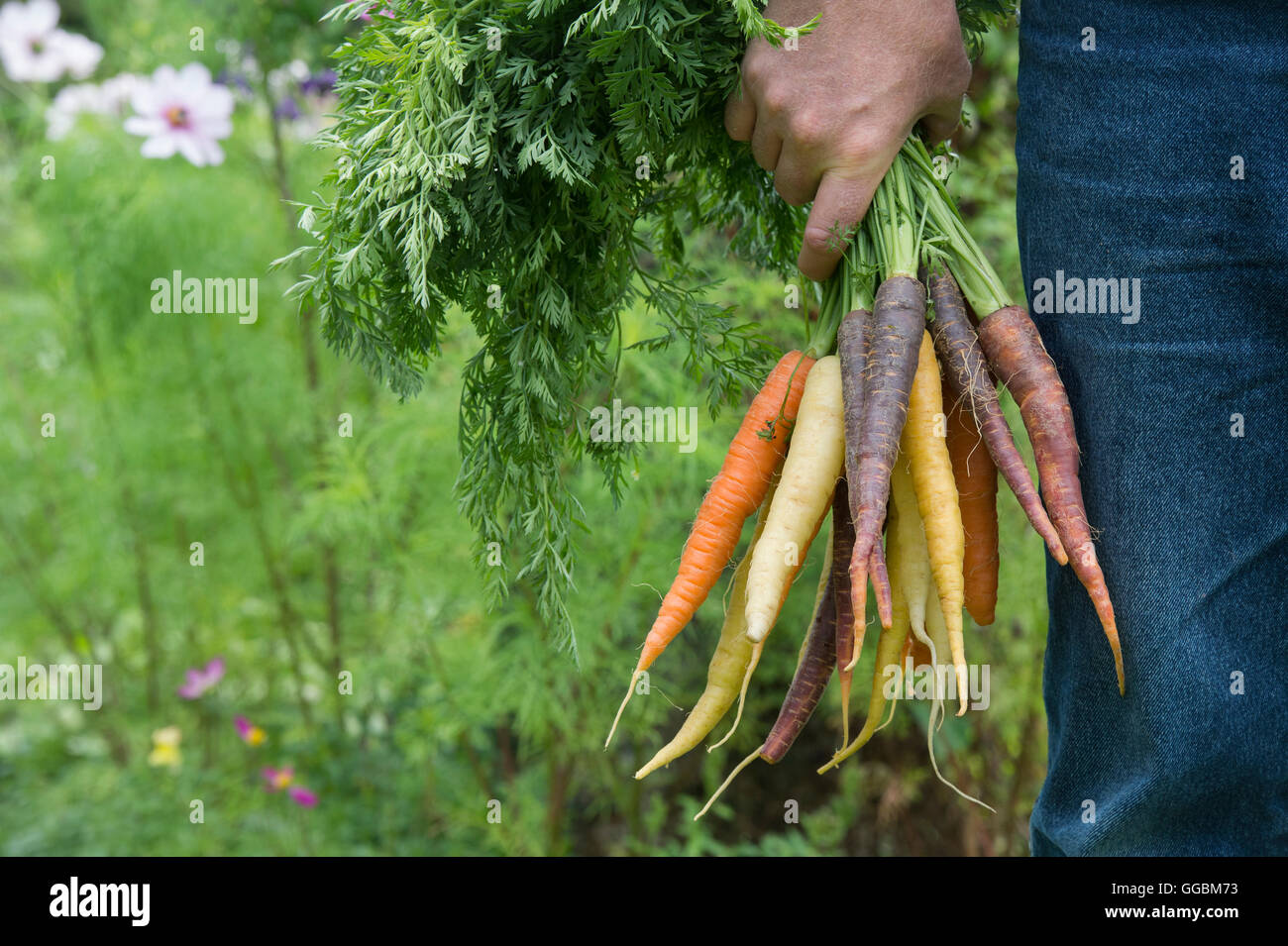 Daucus carota . Gardener holding a bunch of carrots Banque D'Images