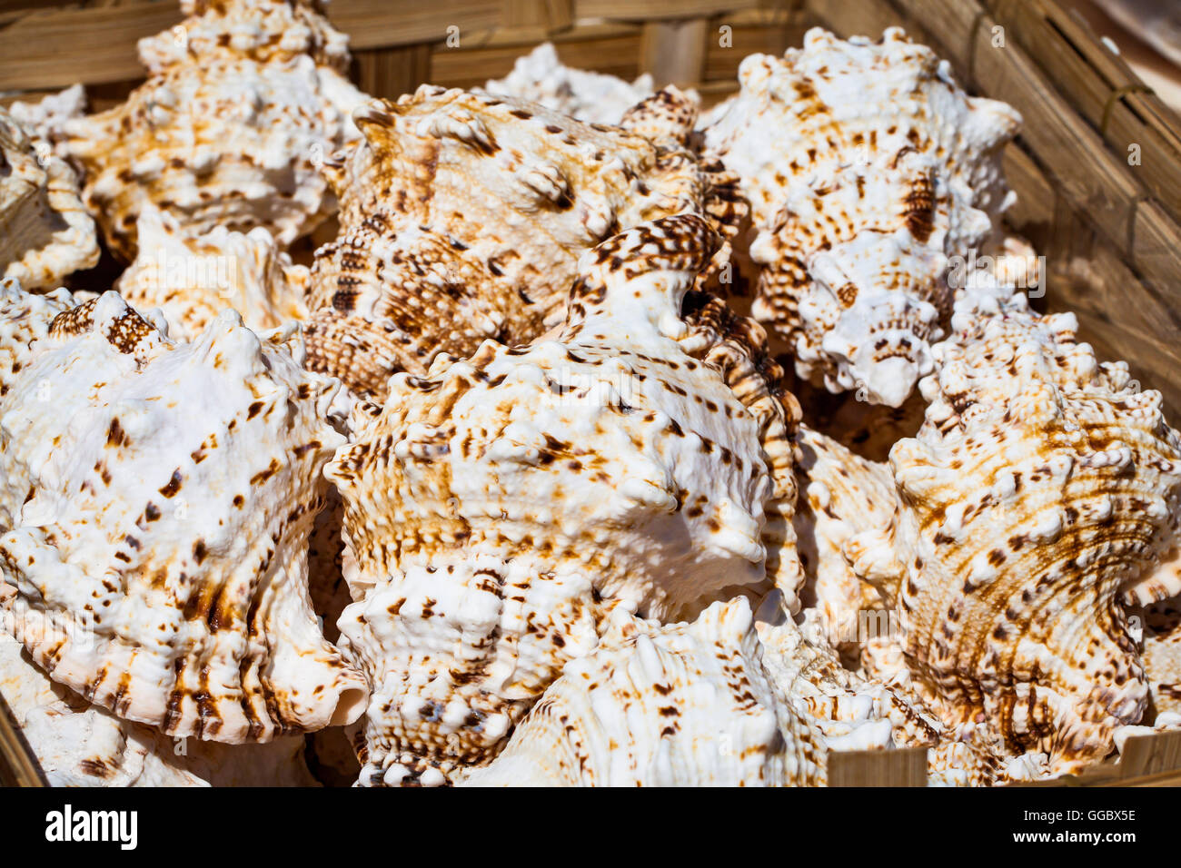 Carapaces de crabe dans panier décoratif sur bazar. Banque D'Images