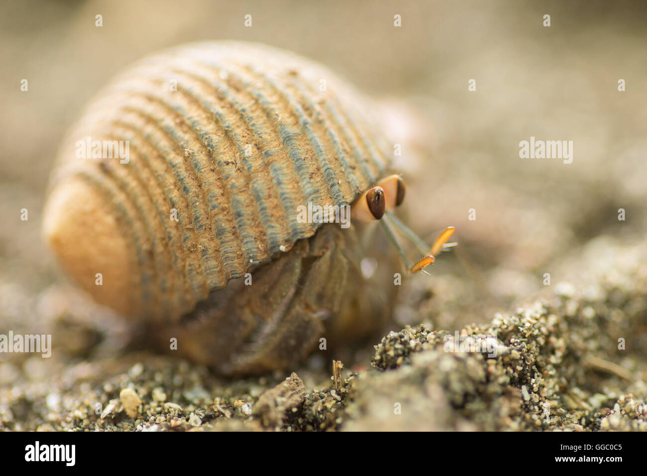 Le crabe sur le sable en se cachant dans un shell Banque D'Images