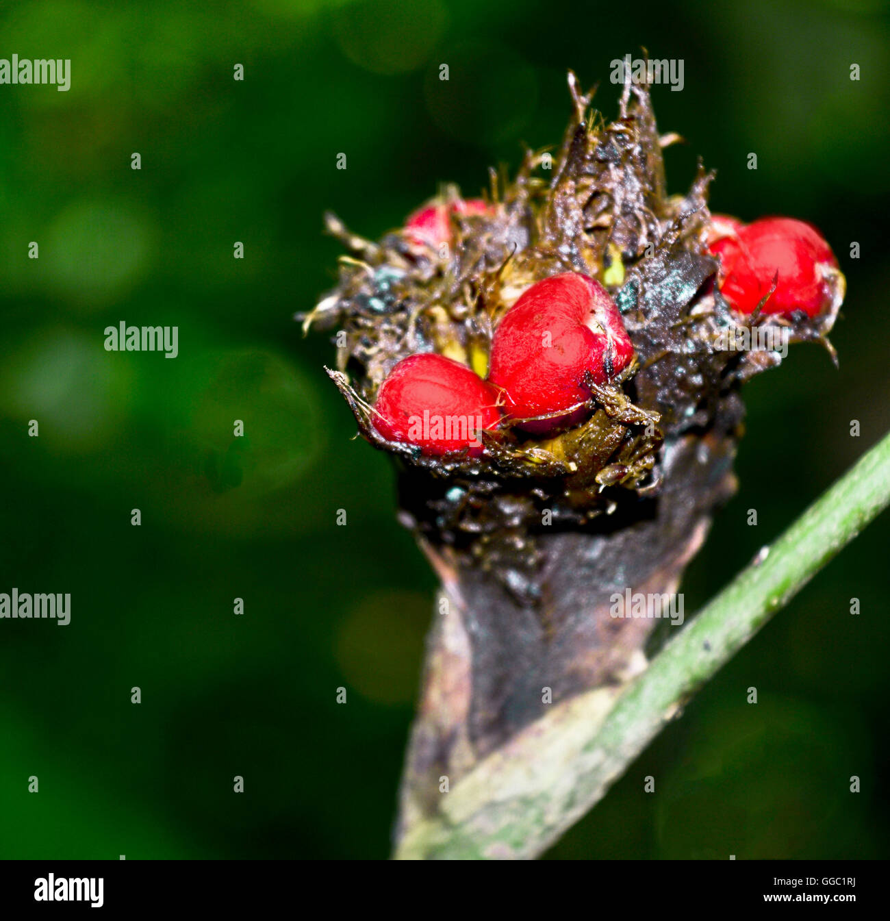 Fruits de la jungle Banque D'Images