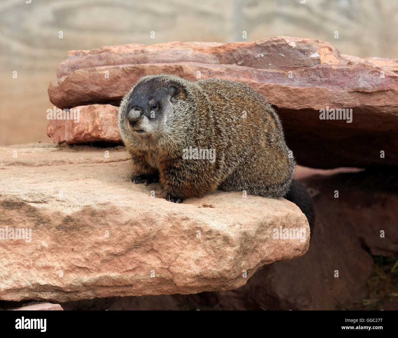 Marmotte commune, Marmota monax Banque D'Images