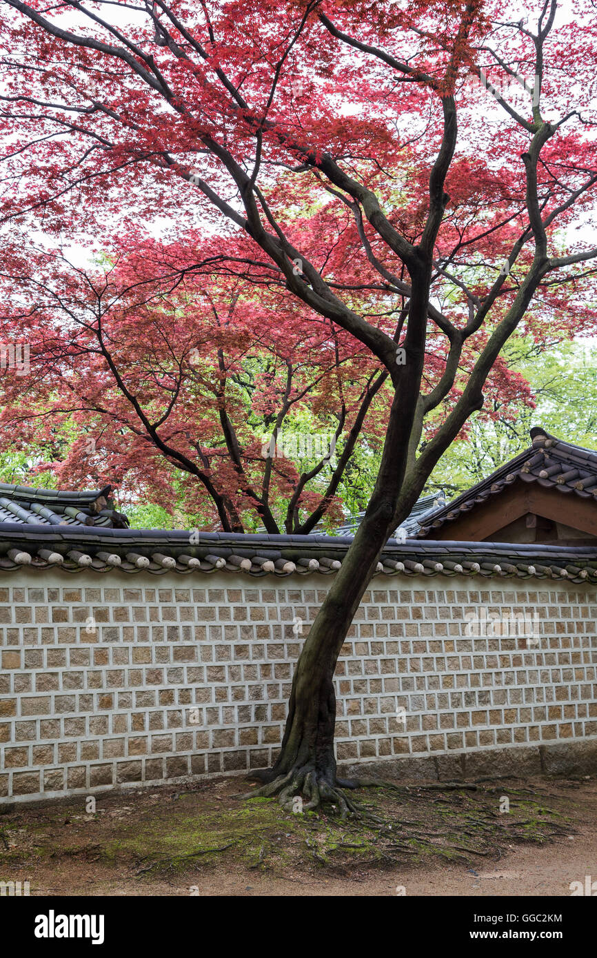 Le rouge et le vert les feuilles des arbres au-dessus de bâtiments et mur à la Palais Changdeokgung à Séoul, Corée du Sud. Banque D'Images Le rouge et le vert les feuilles des arbres au-dessus de bâtiments et mur à la Palais Changdeokgung à Séoul, Corée du Sud. Banque D'Images