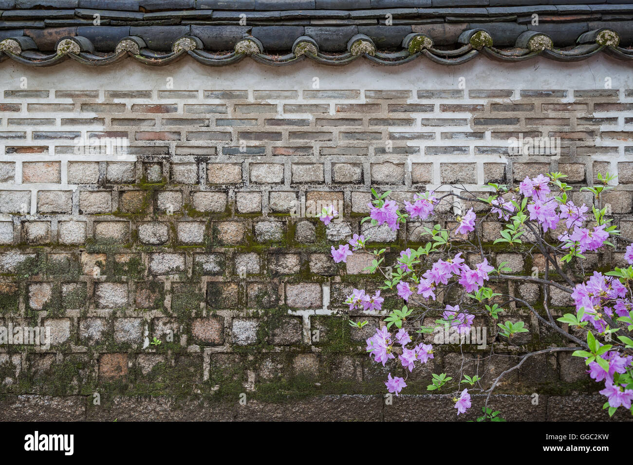 Fleurs violettes en face d'un vieux mur de pierre et la mousse Photo Stock  - Alamy